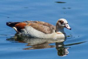 Egyptian Goose – June, 2010 – Los Angeles, CA