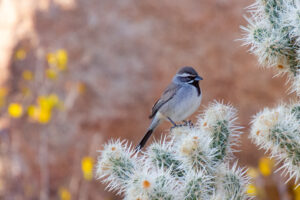 Black-Throated Sparrow – Dec, 2022 – Joshua Tree, CA