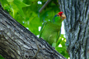 Red-Crowned Amazon – June, 2023 – Sherman Oaks, CA