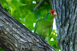 Red-Crowned Amazon – June, 2023 – Sherman Oaks, CA