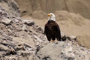 Bald Eagle – July, 2007 – Seatle, WA