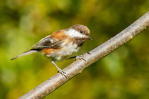 Chestnut-Backed Chickadee – August, 2023 – Point Reyes, CA