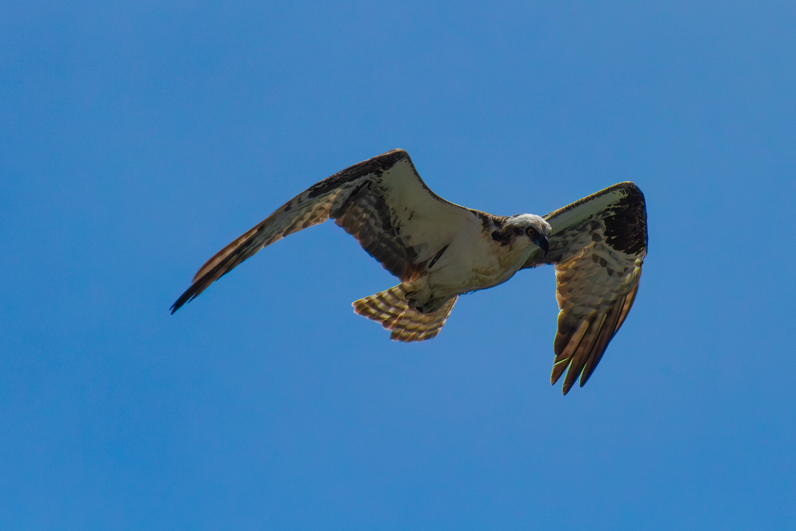 Osprey – August, 2023 – Point Reyes, CA