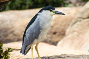 Black-Crowned Night Heron – Aug, 2010 – Descanso Gardens, CA