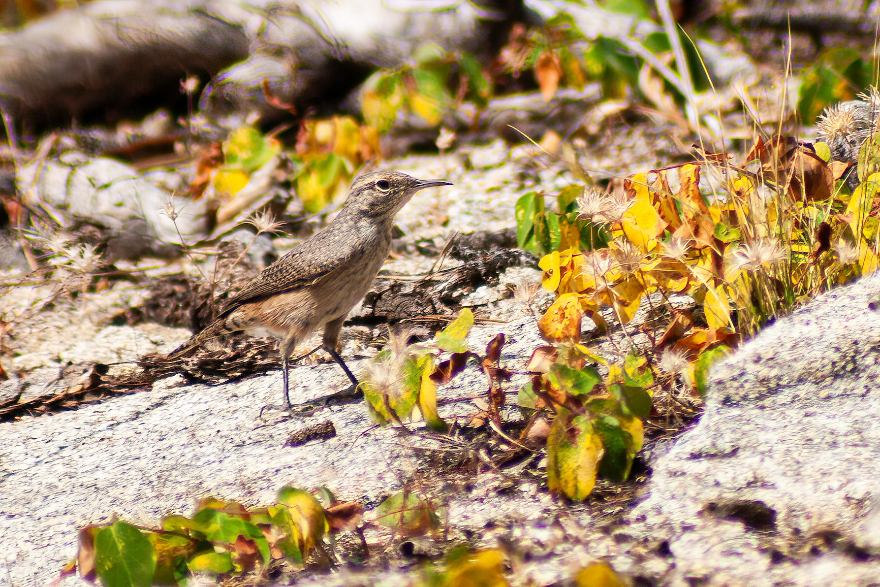 Rock Wren – Sep, 2009 – Yosemite, CA