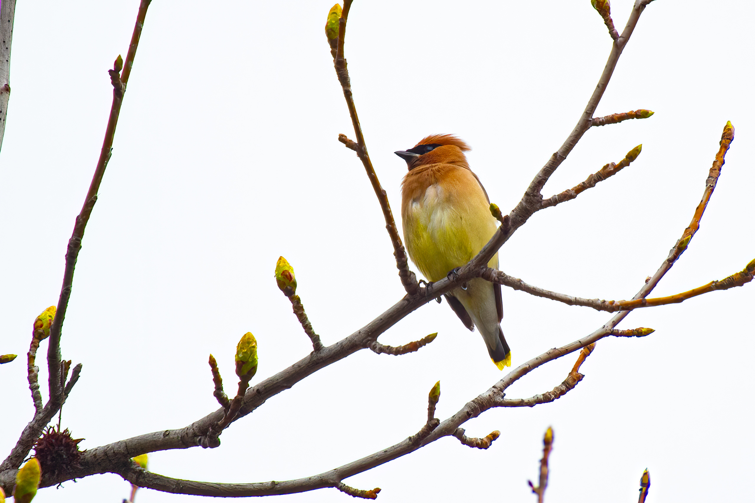 Cedar Waxwing – March, 2023 – Sherman Oaks, CA