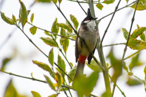 Red-whiskered Bulbul – March, 2023 – Pasadena, CA