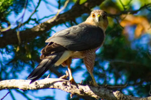 Cooper’s Hawk – Oct, 2023 – Sherman Oaks, CA