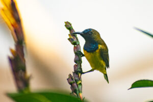 Olive-Backed Sunbird – October, 2009 – Ubud, Bali