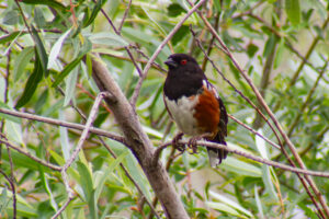 Spotted Towhee – Apr, 2010 – Los Angeles, CA