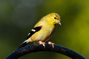 American Goldfinch – Jan, 2024 – Sherman Oaks, CA